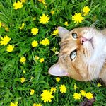 kiniu_britishshorthair